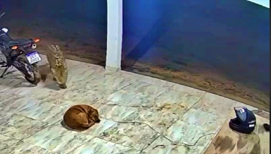 Cachorro atacado 