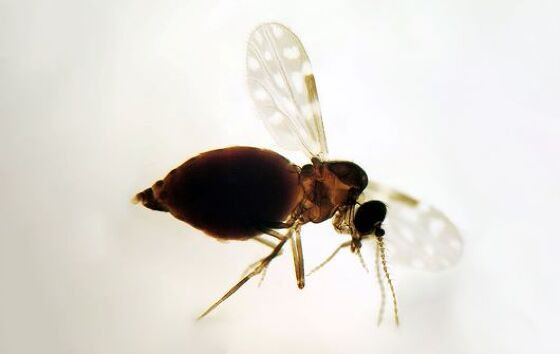 mosquito febre Oropuche