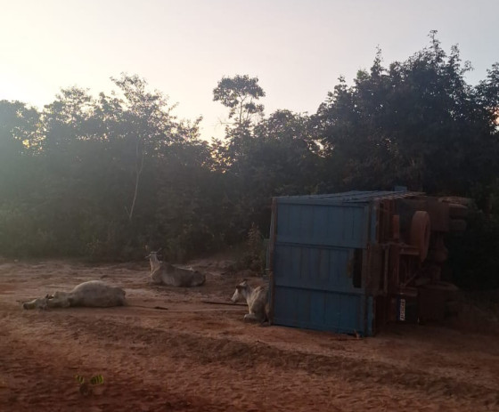 acidente caminhao de gado