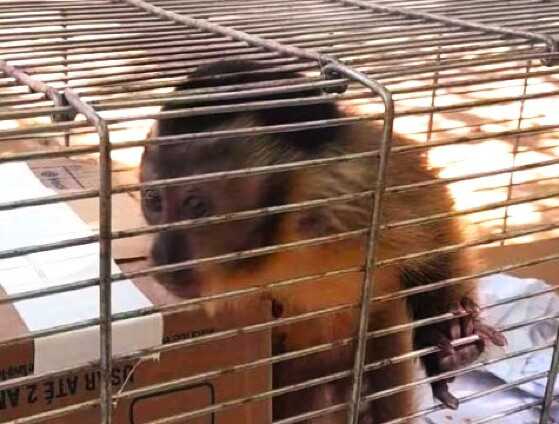Macaco sinop