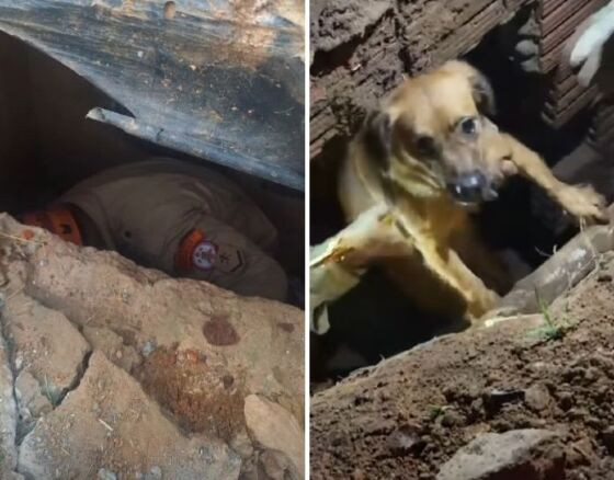 Cachorro resgate Juína