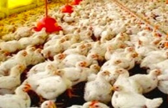 granja gripe aviária 