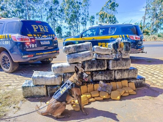 k9.jpeg