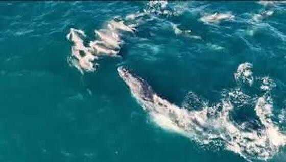 BALEIA