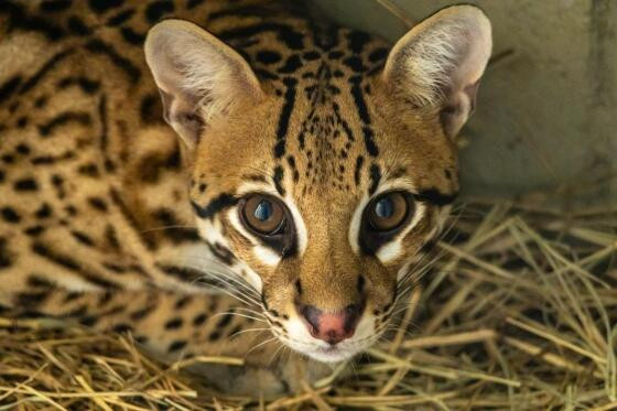 JAGUATIRICA RESGATADA.jpg
