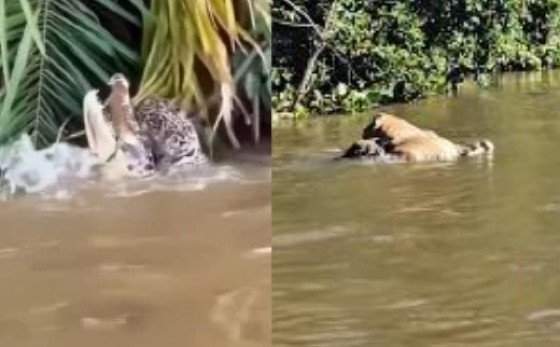 onça pantanal fotorgafo branco arruda .jpg