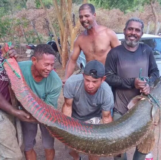 Peixe gigante pescado na Bahia