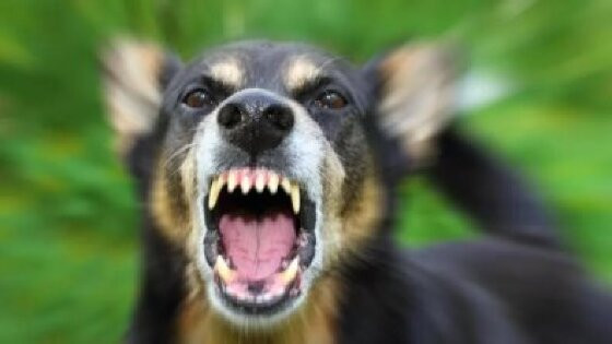 cachorro bravo.jpg