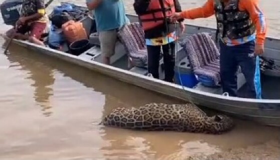 onça morta 