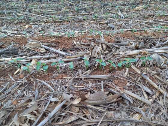 Na Fazenda Paraiso o plantio direto da soja desenvolvendo na palhada usando a bactéria Bradyrhizobium
