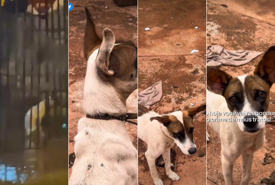 cachorro resgatado (1).png