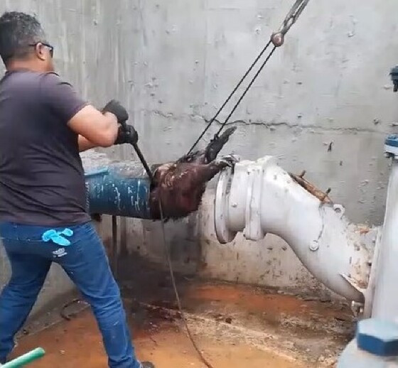 capivara