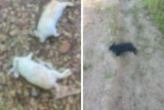 coelhos.jpeg
