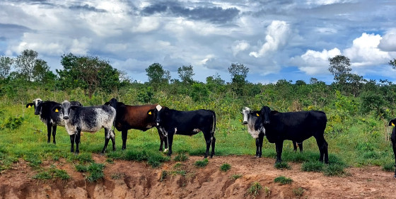 gado vaca boi