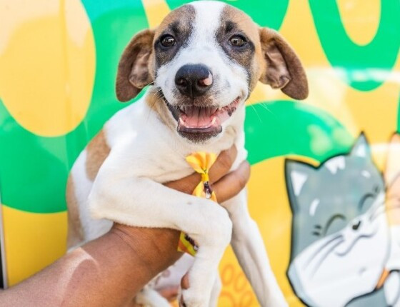 cachorrinho 