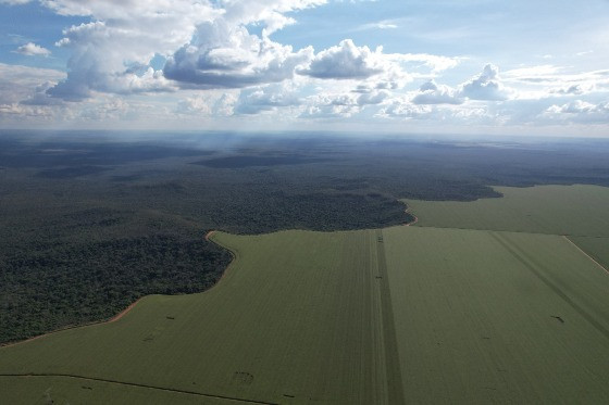 PLANTAÇÃO E FLORESTA.jpg