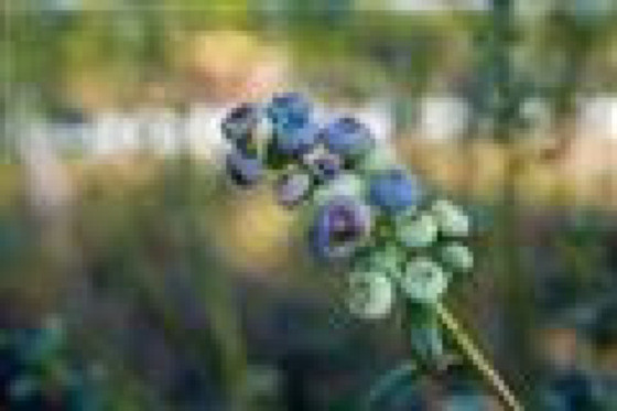 blueberry