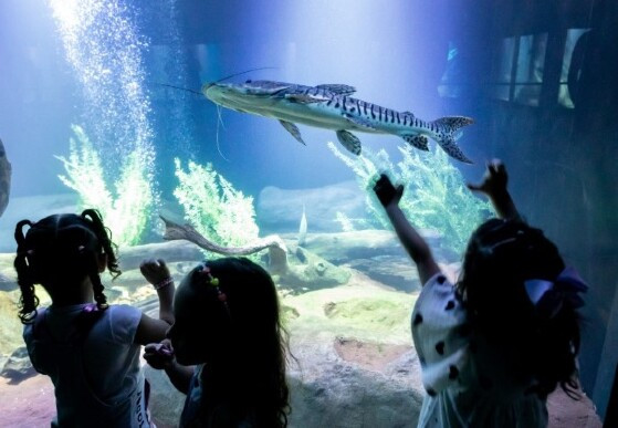 aquario