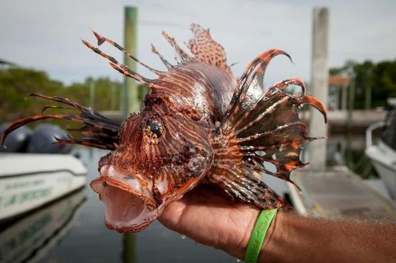 peixe leao