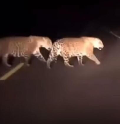 Vídeo: Duas onças-pintadas são flagradas cruzando estrada na zona rural de Rondonópolis