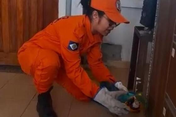 Arara atropelada