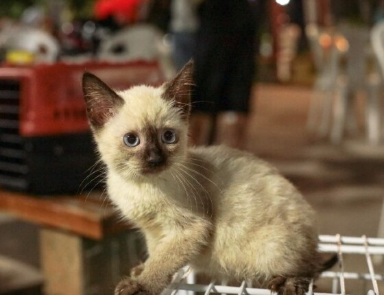 gatinho 