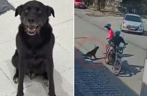 dudu cachorro heroi 