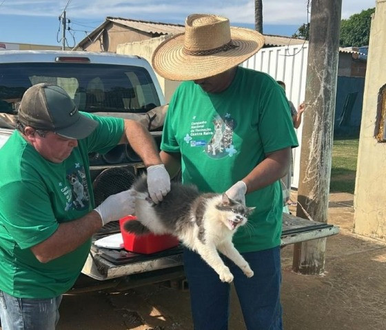 GATO SENDO VACINADO CHAPADA.jpg