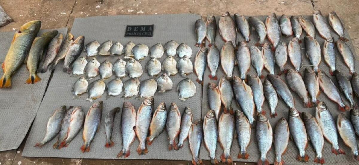 peixe 2