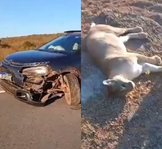 MONTAGEM ONÇA-PARDA MORTA EM BATIDA.JPG