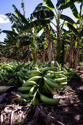 Ações têm impulsionado a produção e a comercialização da banana-terra anã em Cáceres