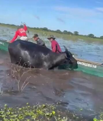 Vídeo de búfalo selvagem atacando pescadores viraliza; assista