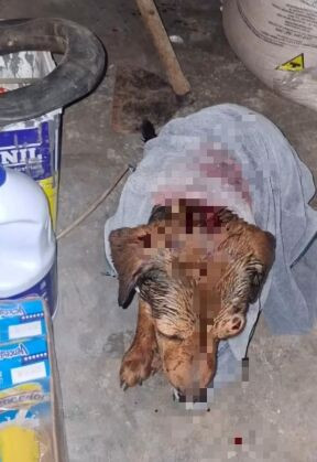 Padrasto é denunciado por maus-tratos a pets da família; um segue desaparecido