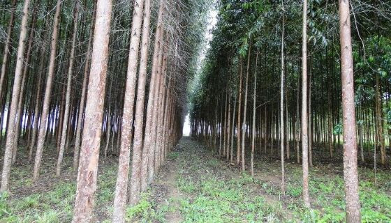 arefloresta, floresta