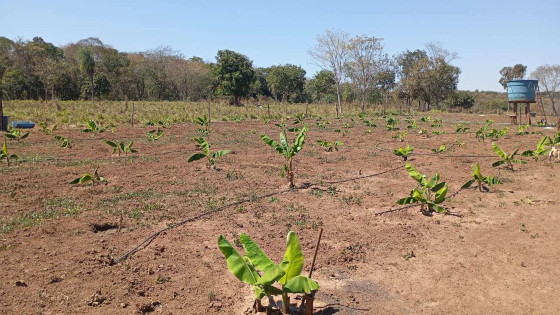 plantação de banana