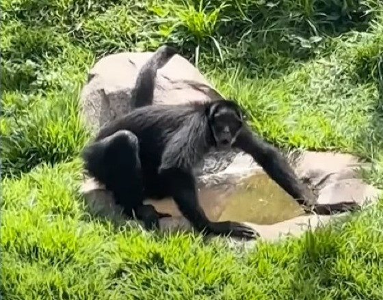 MACACA ARANHA CHICÓ.jpg