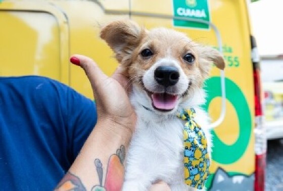cachorrinho 