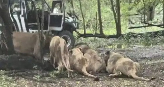 Vídeo: Funcionário de zoológico é devorado por leões diante de turistas na Tailândia