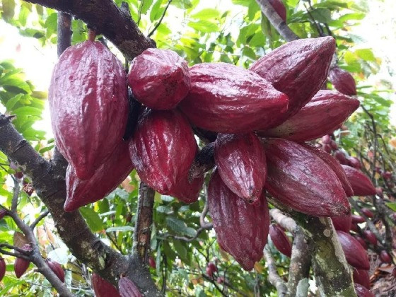 Cultivo de cacau em Mato Grosso