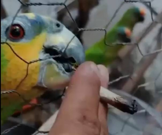 papagaio com maconha