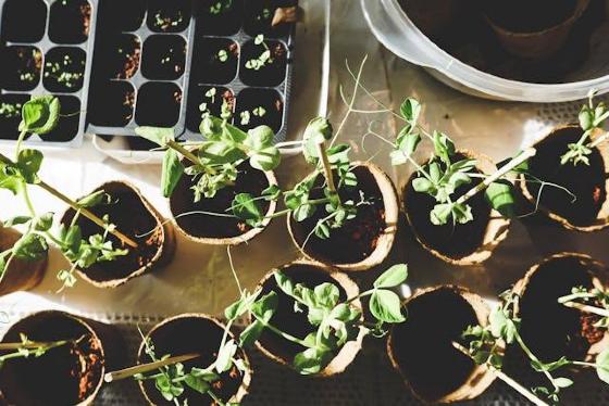 MUDAS DE PLANTAS 