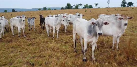 Cabeças de gado furtadas