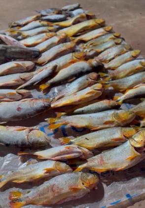 Pescado irregular 