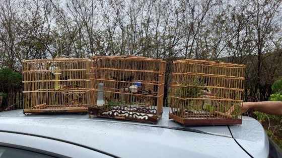 ANIMAIS SILVESTRES RECUPERADOS 230 9.jpg