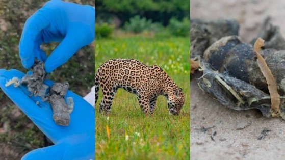 MONTAGEM ONÇA PINTADAS E FEZES.JPG