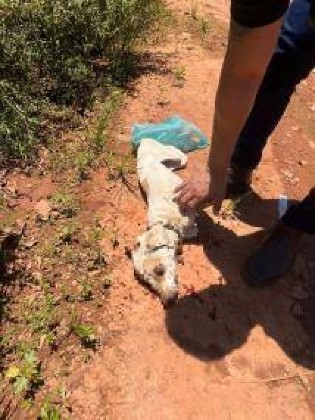 Cachorro morto em VG