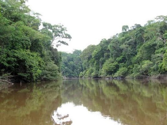 Rio Guariba