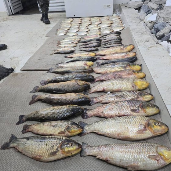 Peixe apreendidos