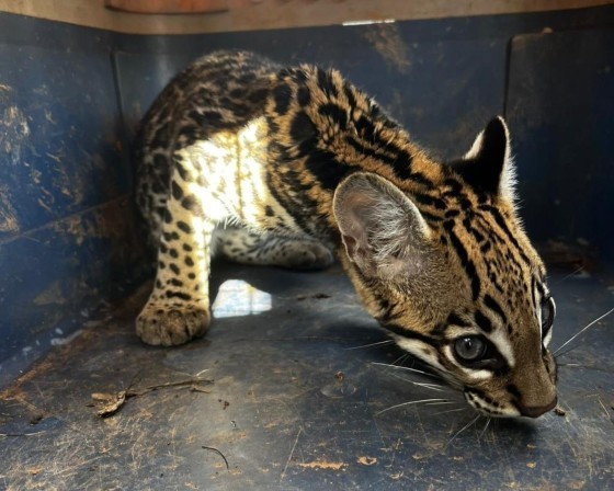 Jaguatirica