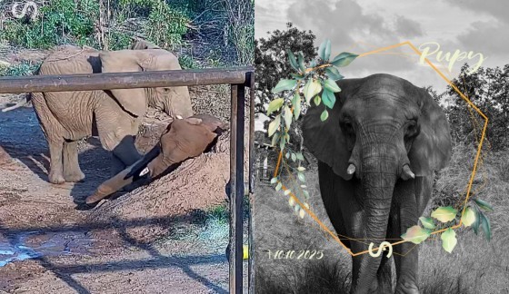 MONTAGEM ELEFANTE PUPPY.JPG